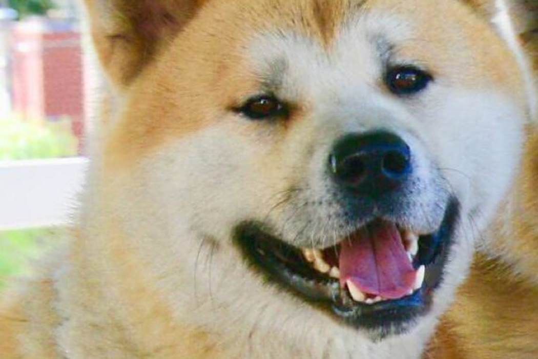 奇科(動物演員) 奇科(動物演員)