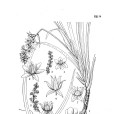 連藥沿階草 連藥沿階草