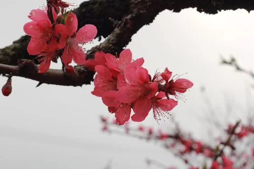 桃花爭春 桃花爭春