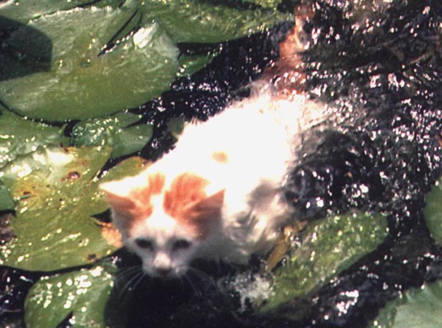 喜愛游泳的土耳其凡貓