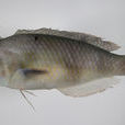 三帶頸鰭魚 三帶頸鰭魚