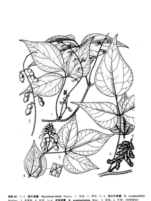 密果鹿藿 密果鹿藿