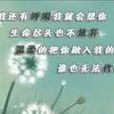 夢與淚