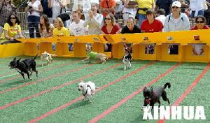 美國：200隻小狗同場競技比速度
