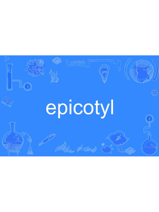 epicotyl epicotyl