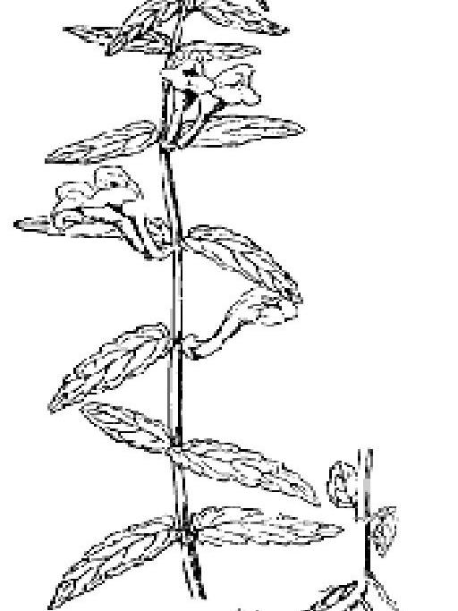 並頭黃芩