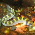 庫勒潘鰍(蛇仔魚) 庫勒潘鰍(蛇仔魚)