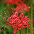 clusteramaryllis clusteramaryllis