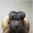 黑叢尾猴 黑叢尾猴