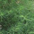 蒙古豬毛菜 蒙古豬毛菜