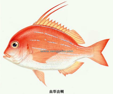 血犁齒鯛 血犁齒鯛