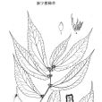 新寧樓梯草 新寧樓梯草
