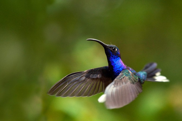 紫羅蘭胸蜂鳥