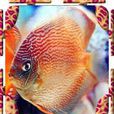 蛇紋(一種觀賞魚) 蛇紋(一種觀賞魚)