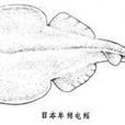電鰩目