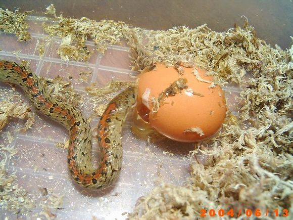食蛋蛇