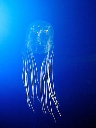 海洋軟體動物觸絲 水母觸絲