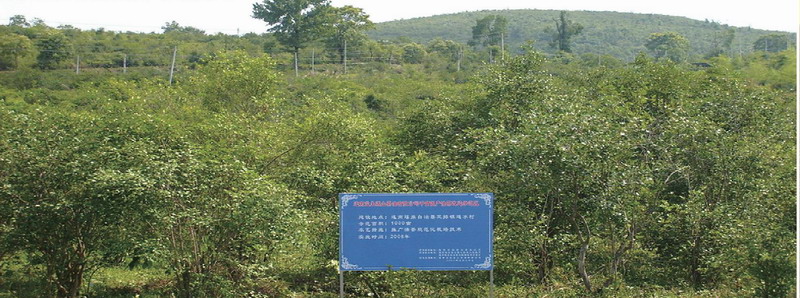 連南瑤山油茶基地