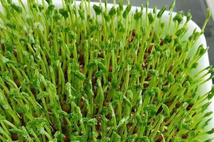 麻豌豆 麻豌豆