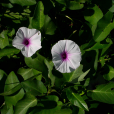 蕹菜(蓊菜) 蕹菜(蓊菜)