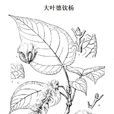 大葉德欽楊 大葉德欽楊