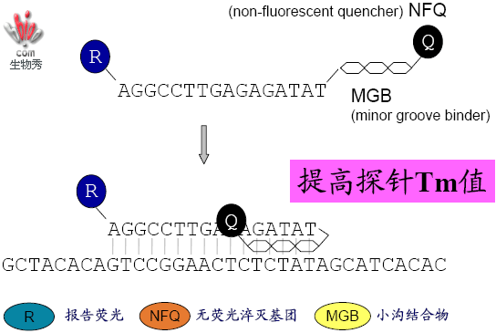 分子探針