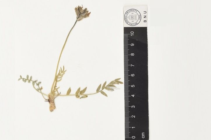 等瓣棘豆 等瓣棘豆