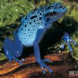 鈷藍毒箭蛙