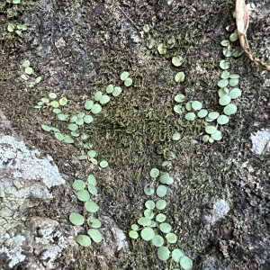 Peperomia cyclophylla