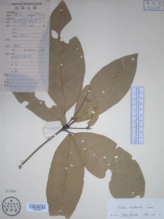 疏齒巴豆 疏齒巴豆