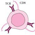 cd8 cd8