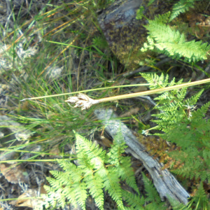 Lepidosperma australe