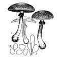 小紅褐蘑菇 小紅褐蘑菇