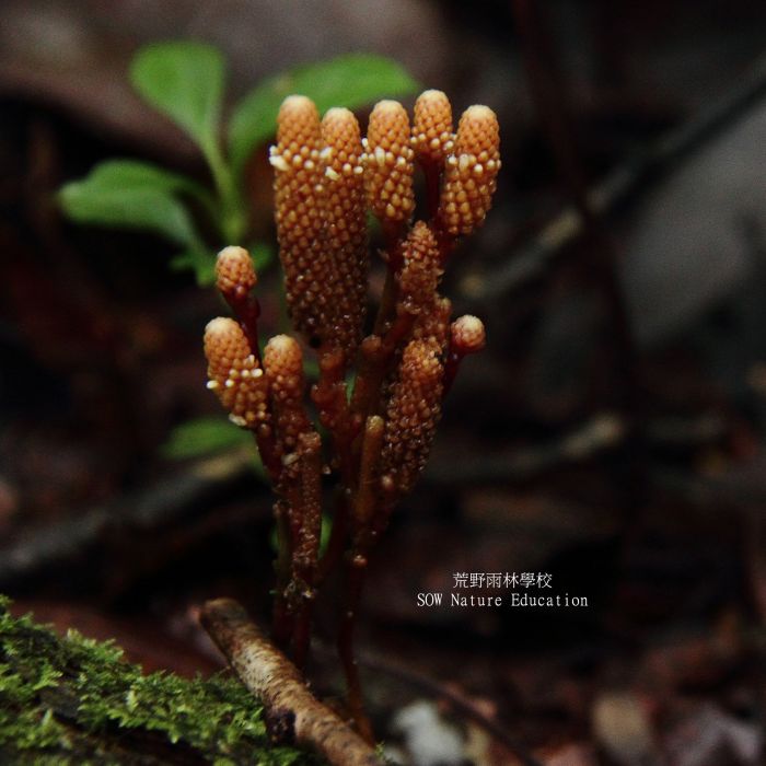 Epirixanthes papuana Epirixanthes papuana