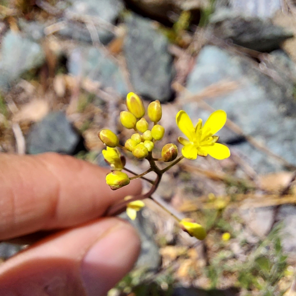Biscutella rotgesii