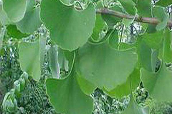 Ginkgo biloba \x27Princeton Sentry\x27 Ginkgo biloba \x27Princeton Sentry\x27