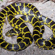 黃鏈蛇