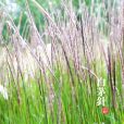 白茅針(植物物種) 白茅針(植物物種)