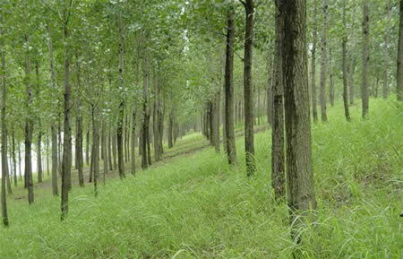 森林資源