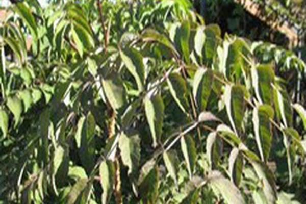 Aralia chinensis Aralia chinensis