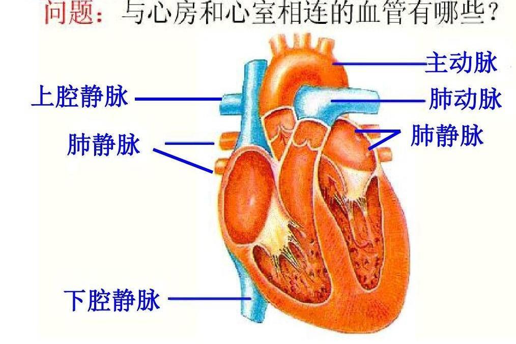 心臟功能