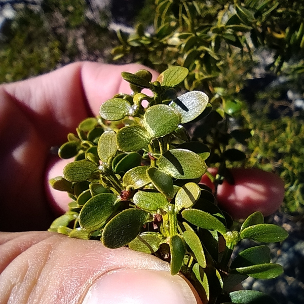 Larrea divaricata