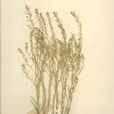 藏東百蕊草 藏東百蕊草