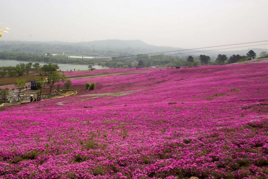 芝櫻小鎮 芝櫻小鎮