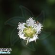白花梅花草 白花梅花草