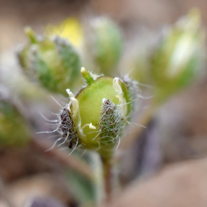 Alyssum minutum