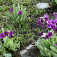 暗紫脆蒴報春