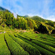 大芹山 大芹山