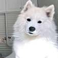 小寶(潘宏基地網紅薩摩耶犬) 小寶(潘宏基地網紅薩摩耶犬)