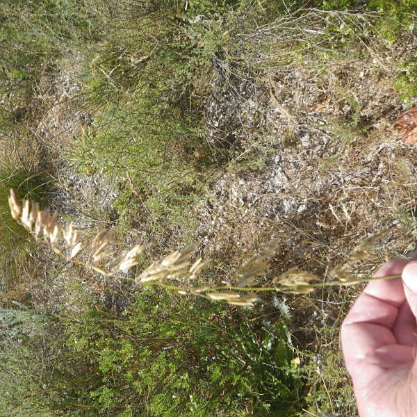Ehrharta capensis
